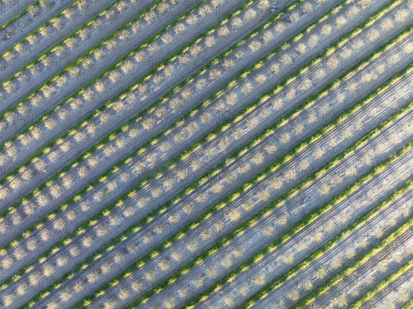 Rows of cultivated almond trees (Prunus dulcis) in the Campiña Cordobesa, the fertile rural area