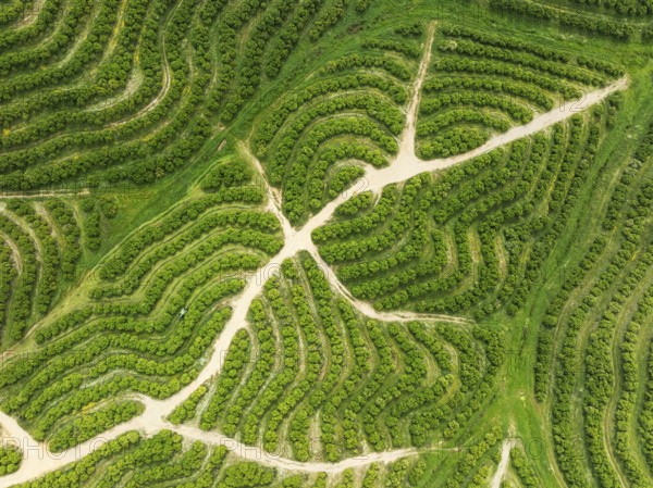 Cultivated orange trees (Citrus sinensis) and network of agricultural roads. Aerial view. Drone