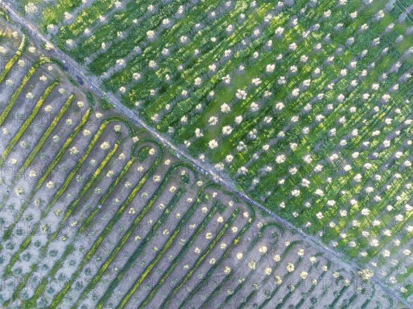 Cultivated olive trees (Olea europaea). Aerial view. Drone shot. Cádiz province, Andalusia, Spain,