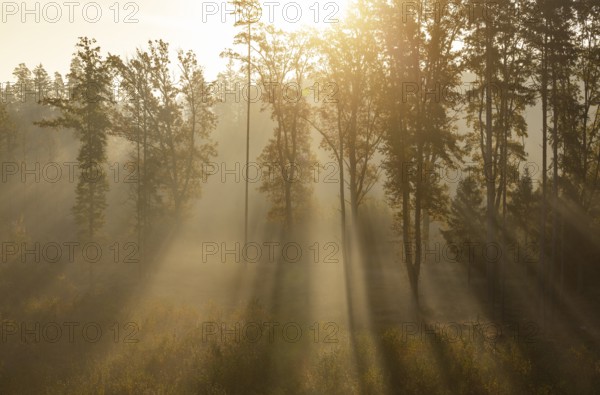 Sunrise with morning fog in the deciduous forest, Gmünd, Waldviertel, Lower Austria, Austria,