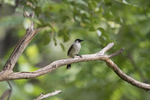 Sooty-crested Bulbul (Pycnonotus aurigaster), Phetchaburi, Kaeng Krachan National Park, Thailand,