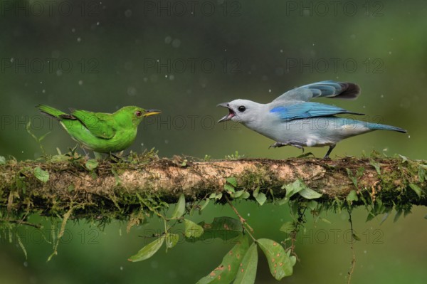 Blue-gray tanager (Thraupis episcopus) quarrelling with a Green Honeycreeper (Chlorophanes spiza)