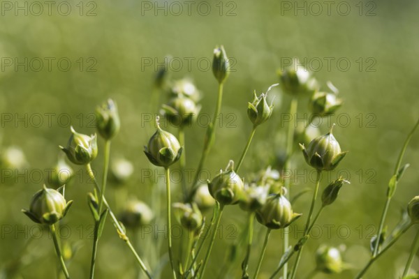 Flax field, buds of flax (Linum) in a field near Hirschstein, Saxony, Germany, Europe