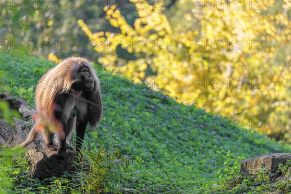 A male Gelada (Theropithecus gelada), or bleeding-heart monkey stands in beautiful light on a tree