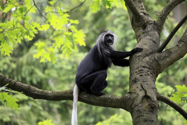 White-bearded snub-nosed monkey (Colobus polykomos), adult, sitting, on tree, foraging, alert