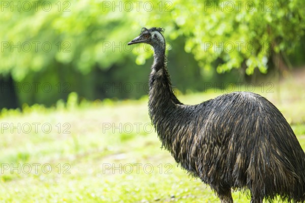 Emu (Dromaius novaehollandiae), portrait, Bavaria, Germany, Europe