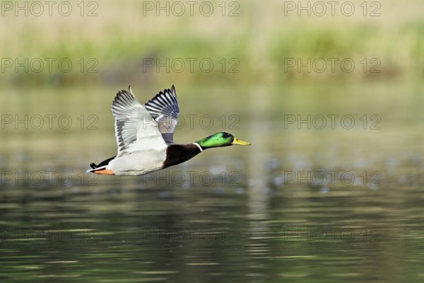 Mallard (Anas platyrhynchos), drake in flight, Switzerland, Europe