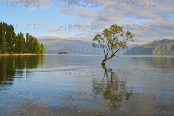 Tree in lake with forested shore and mountains, peaceful water reflection, summer, Lake Wanaka,