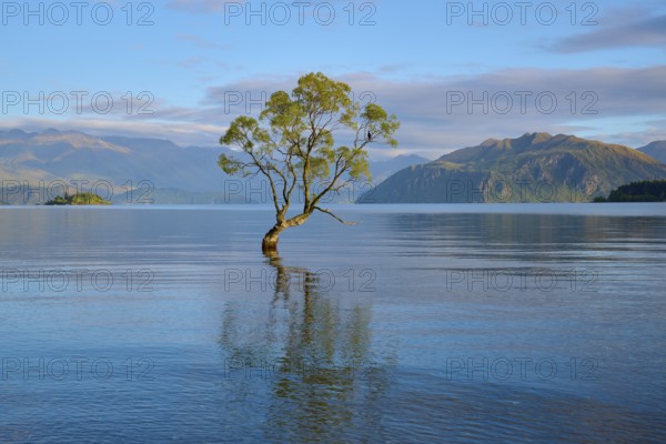 Single tree in calm lake with mountains, clear reflection and peaceful mood, summer, Lake Wanaka,