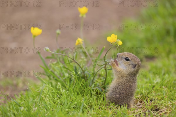 A young European ground squirrel (Spermophilus citellus) or European souslik sits in green gras