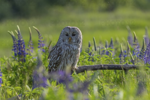 One Ural owl (Strix uralensis) sitting on a branch lying in a field of flowering lupines in late