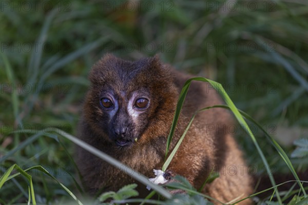 One red-bellied lemur (Eulemur rubriventer) sitting on grass, feeding on a leaf. Green vegetation