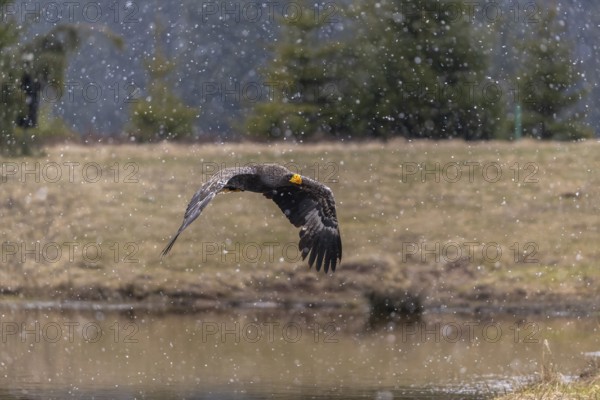 One young Steller's sea eagle (Haliaeetus pelagicus) flying over a lake while snow is falling. A