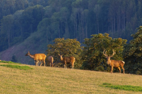 A herd of Altai maral, Altai wapiti or Altai elk (Cervus canadensis sibiricus) stand on a meadow in