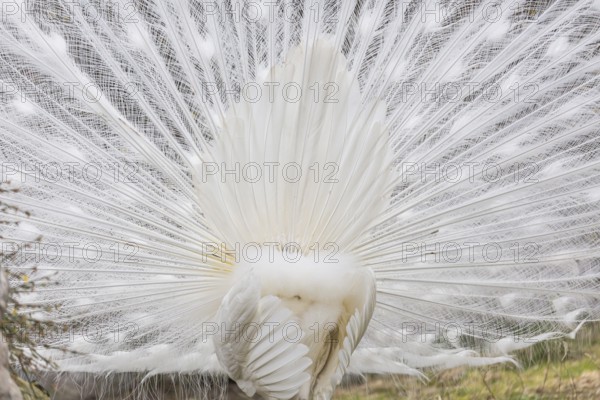 Male White Peafowl (Pavo cristatus mut. alba) displaying