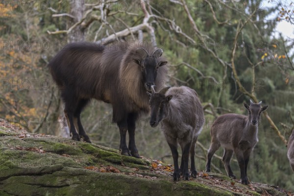 One female and one male Himalayan Tahr (Hemitragus jemlahicus) standing in a forest. Green and