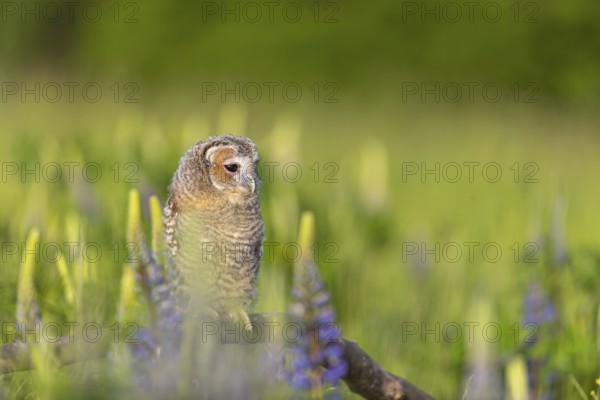 One young Ural owl (Strix uralensis) sitting on a branch lying in a field of flowering lupines in