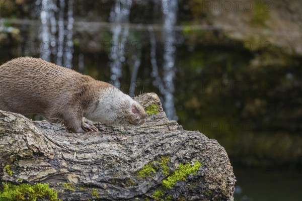 One Eurasian otter (Lutra lutra) resting on a log in front of a little cascade. Shaking his head to