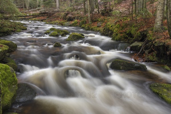 Kleine Ohe creek below Waldhaeuser village in the Bavarian Forest Nationalpark. Flowing water and
