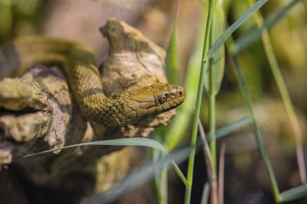 A dice snake (Natrix tessellata tessellata) in its habitat