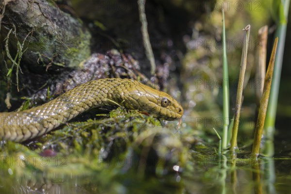 A dice snake (Natrix tessellata tessellata) in its habitat