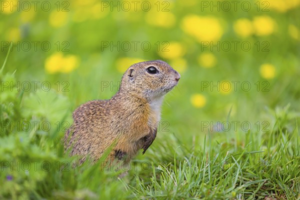 An adult European ground squirrel (Spermophilus citellus) or European souslik sits in green gras