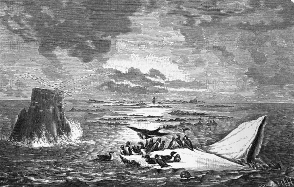Birds such as alcids, storm petrels on ice floes in Franz Josef Land, Arctic Ocean, Arctic Ocean,