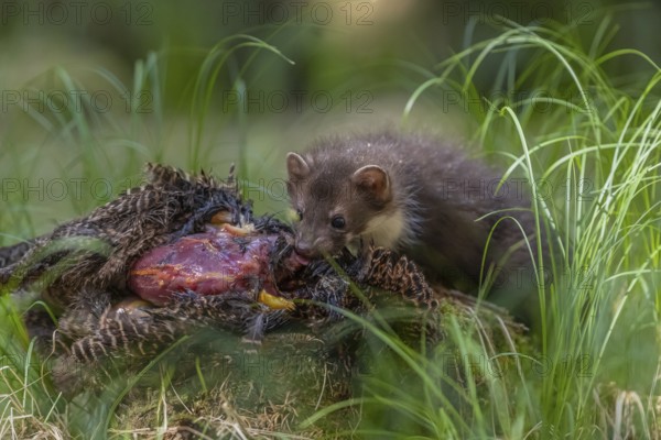 One beech marten (Martes foina), feeding on a pheasant lying on the forest floor between green