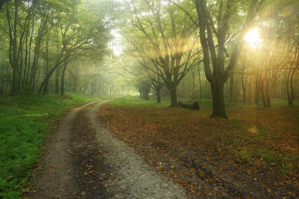 Forest path in the morning mist, sunbeams break through the leaves, Freyburg (Unstrut),
