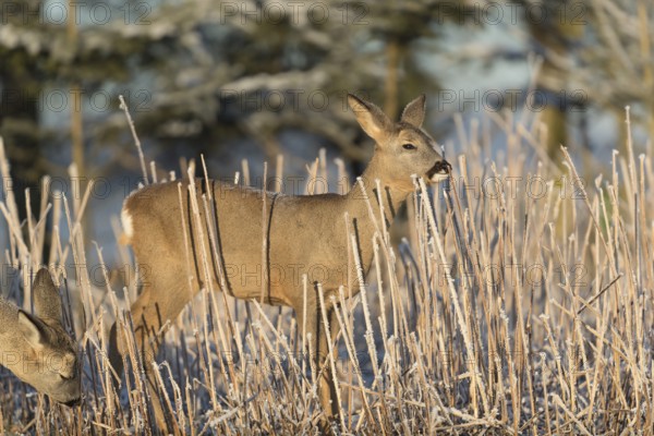 Roe deer standing in hoar frosted dead stinging nettle at minus 15 °C at sunrise. Licking off the