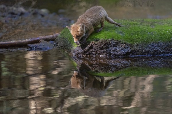 One young red fox, Vulpes vulpes, walking over a mossy rock in a shallow forest creek in late light