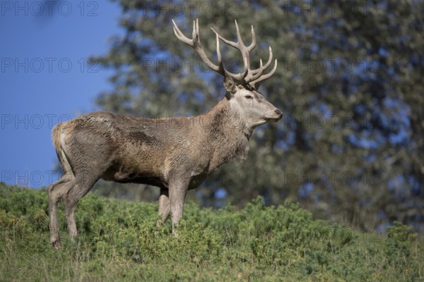 Red Deer stag at the rutting season, mud covered.. Sky in background