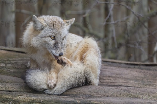 One corsac fox (Vulpes corsac) grooming himself, lying on a log