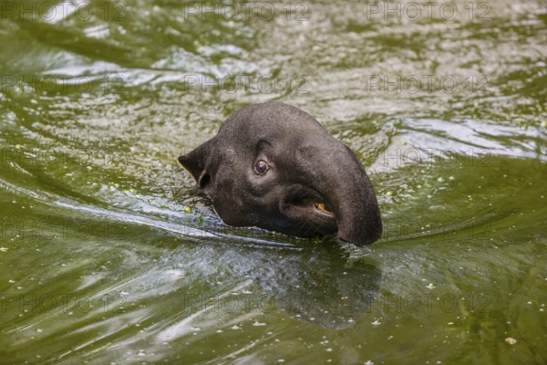 A Malayan tapir (Acrocodia indica) swims in a river
