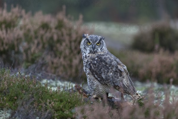One adult Great horned owl (Bubo virginianus) sitting on the ground between heather. A forest in