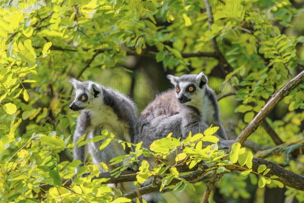 Two ring-tailed lemurs (Lemur catta) sit high up in a tree on a branch between fresh green leaves