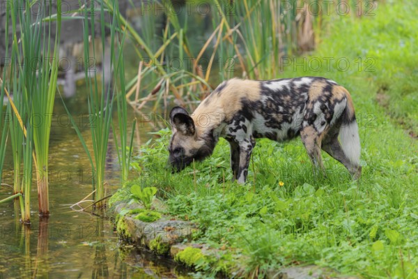 An African wild dog, Lycaon pictus, stands in a green meadow and cautiously approaches a small