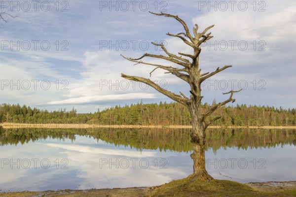 Lake Fohnsee of the Ostersee-group in early morning light
