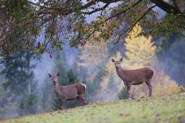 Two red deer hinds (Cervus elaphus) stand in a meadow, A forest with autumn leaves can be seen in