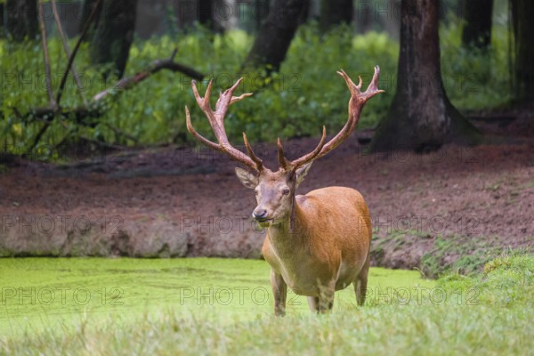 A red deer stag (Cervus elaphus) stands in a pond covered with duckweed