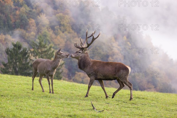 A red deer stag (Cervus elaphus) and a hind are standing in a meadow in hilly terrain. A forest