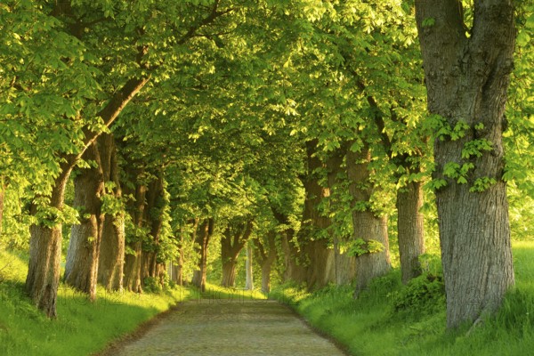 Chestnut avenue in the morning light, old cobblestones, near Binz, island of Rügen,