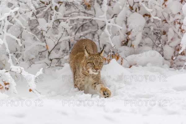 One young male Eurasian lynx, (Lynx lynx), walking through deep snow covered undergrowth in a
