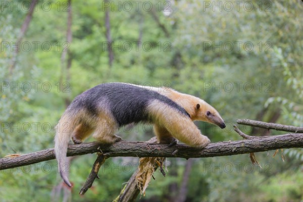 A southern tamandua (Tamandua tetradactyla), walks on a branch in a forest