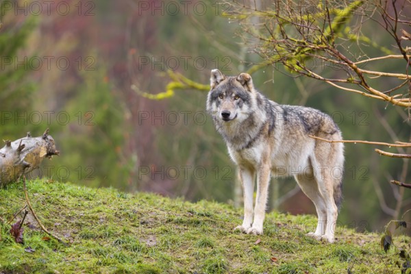 An adult male grey wolf (Canis lupus lupus) stands on a sloping meadow on a hill and observes the