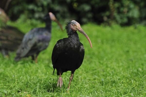 One ibis standing in the grass, the second one out of focus in the background, Northern Bald Ibis