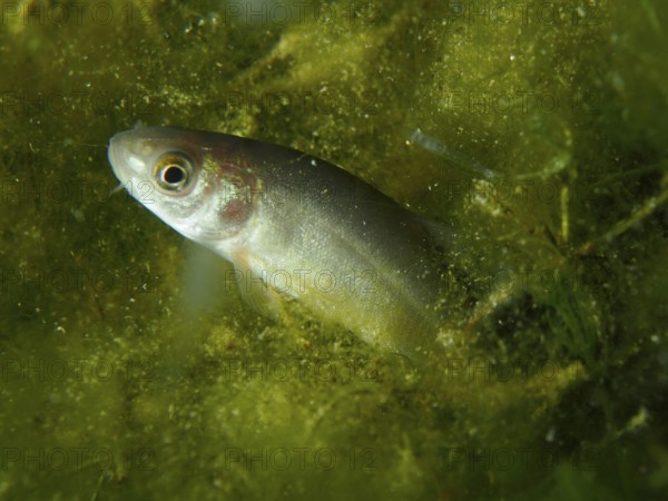 A tench (Tinca tinca) seeks shelter between dense green plants, dive site Wildsau, Berlingen, Lake