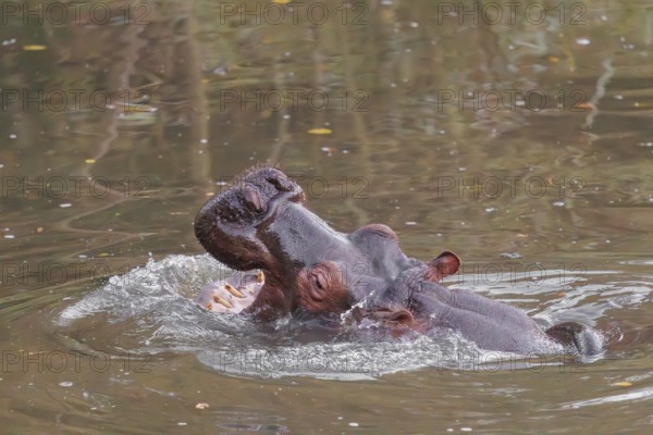 An adult hippopotamus (Hippopotamus amphibius) standing in shallow water with its mouth wide open