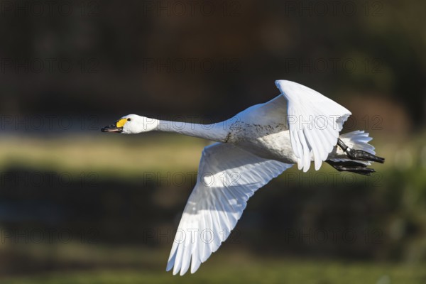 Tundra Swan, Bewick's Swan, Cygnus columbianus in flight at winter in Slimbridge, England, United