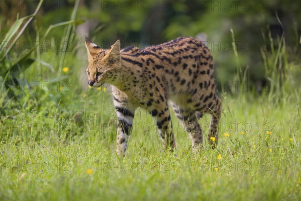 A male serval, Leptailurus serval, running across a green meadow